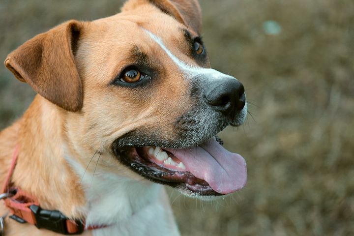 主人不可不知 打破名犬迷思狗狗貼心最重要 Love U Pets 愛你寵物網