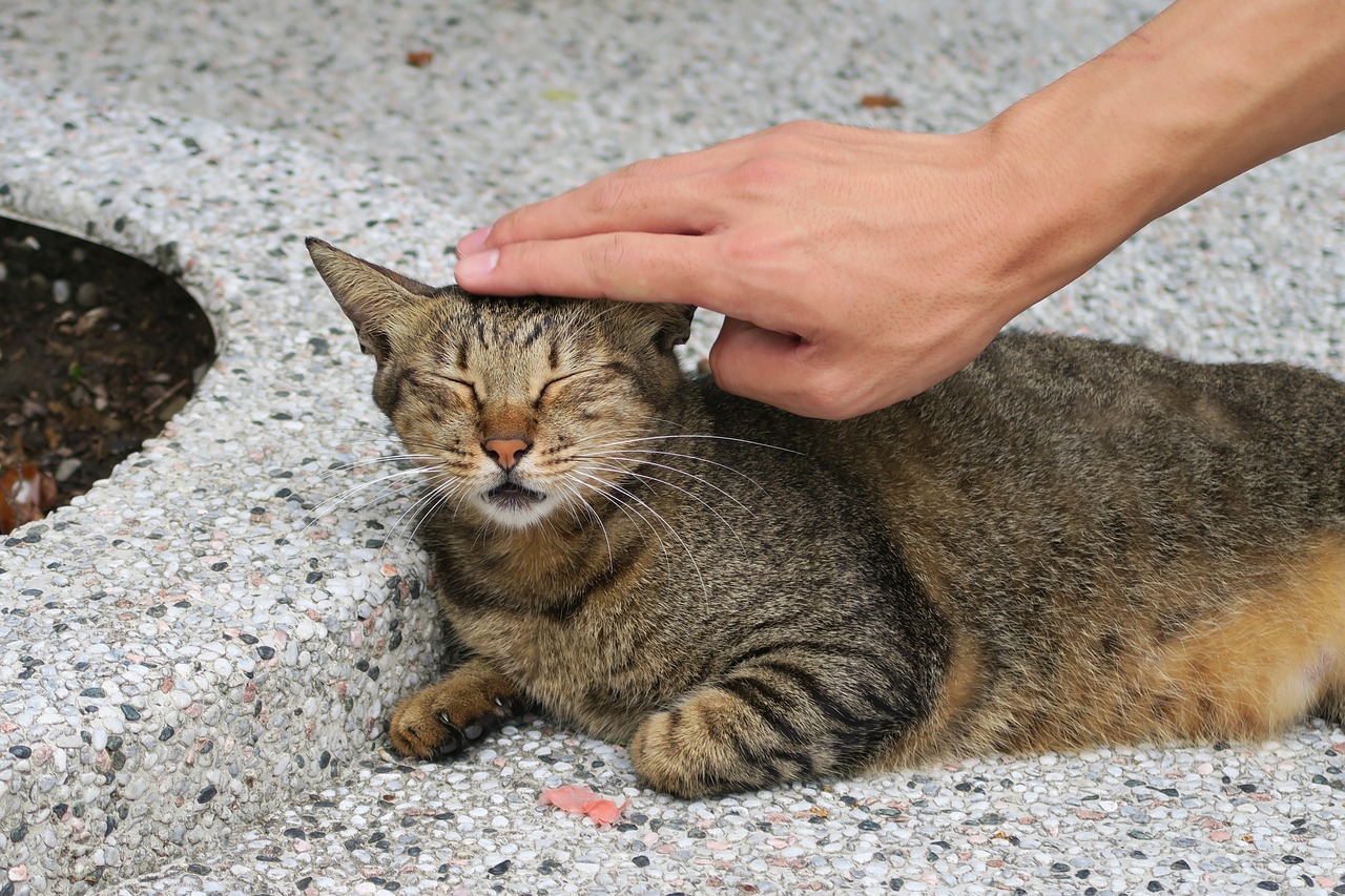 貓咪是很難捉摸的動物