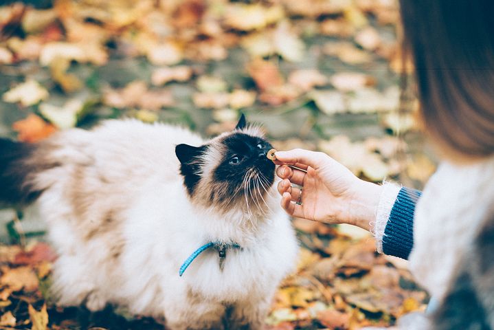 給貓咪吃飼料要特別注意唷～