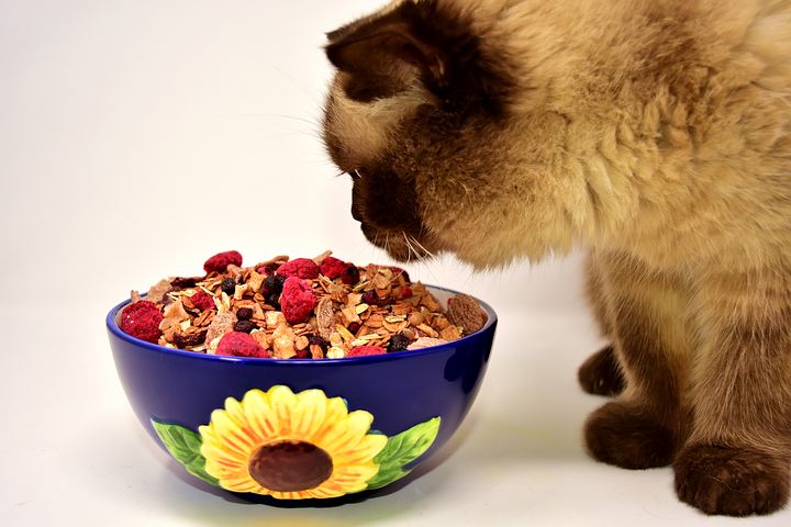 狗狗貓貓的飼料不可以混吃唷～