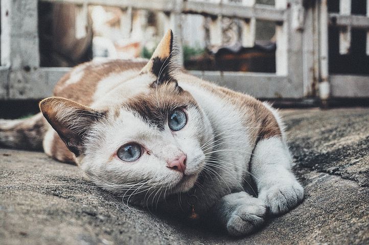 貓咪若有異常要趕緊送醫唷~