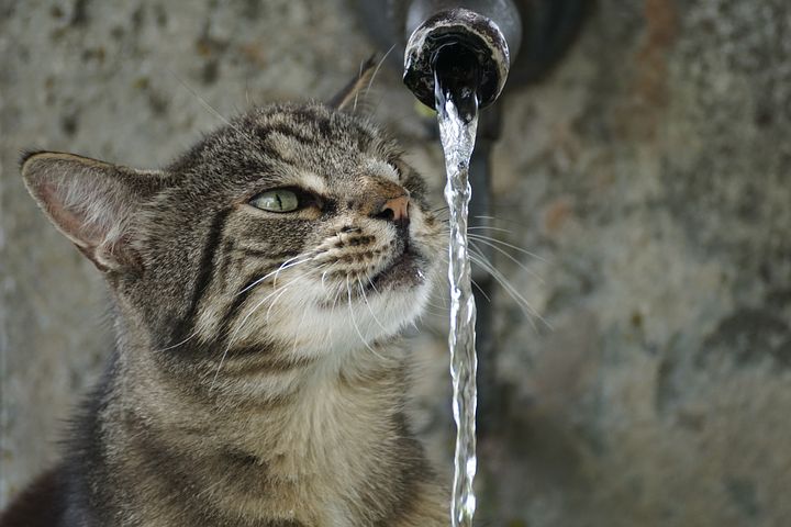 貓咪是好奇心很重的動物