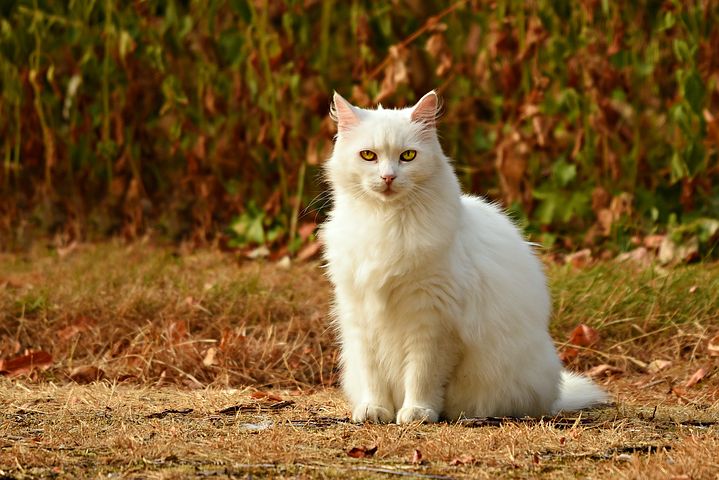 貓咪是很神奇的動物