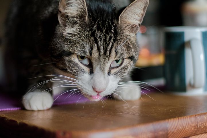 給貓咪吃貓飼料要注意的事