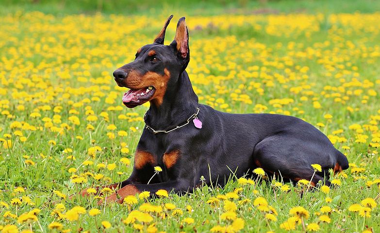 杜賓犬也可以成為很好的陪伴犬唷