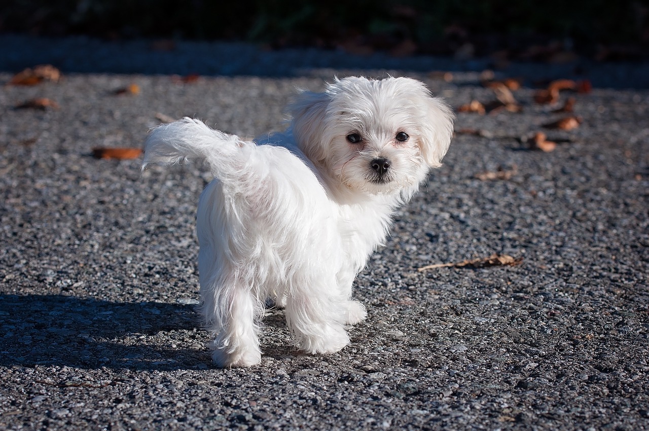 有些主人不讓小型犬下地 ,這不是一件好事唷