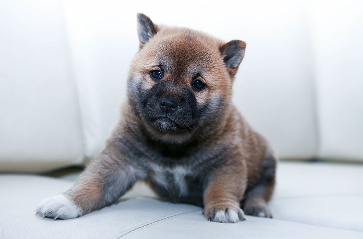 狗狗的健康是我們的幸福唷