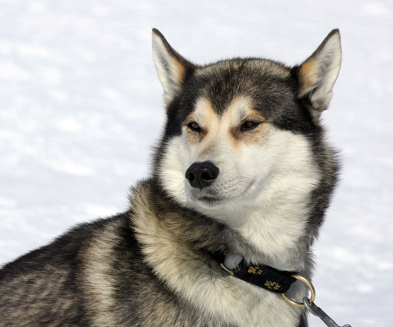 哈士奇本來是雪撬犬唷～