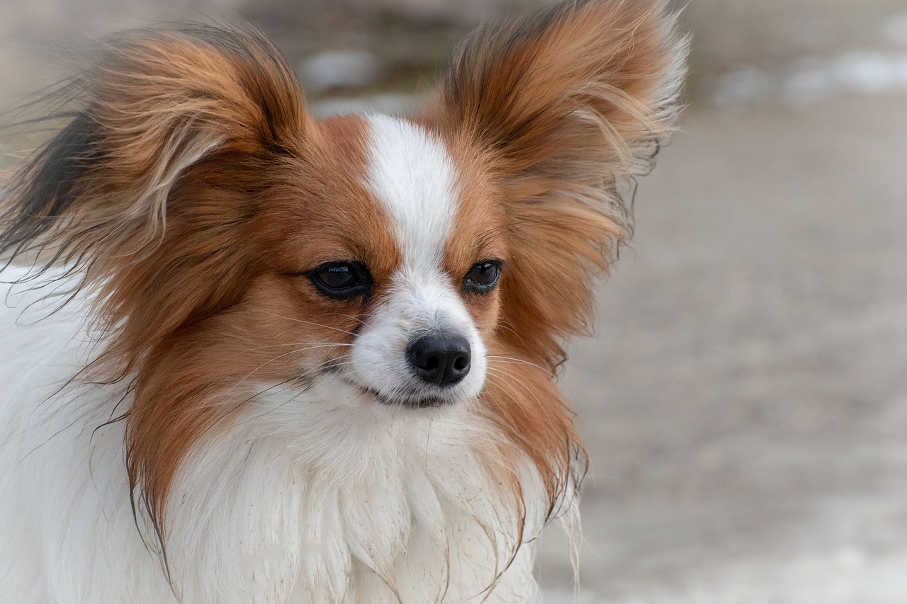 蝴蝶犬個性很溫和