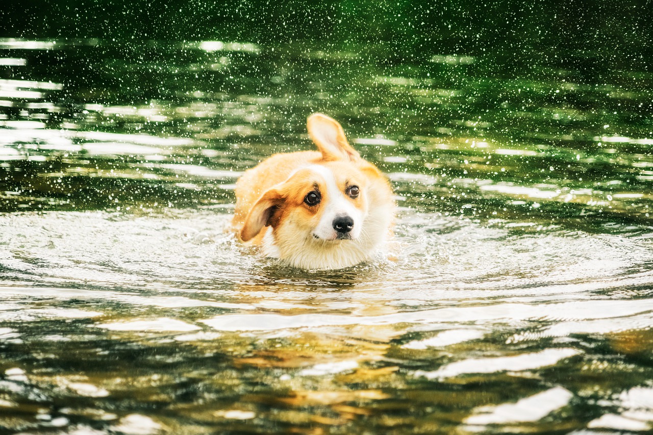 狗狗為什麼會發抖 ?