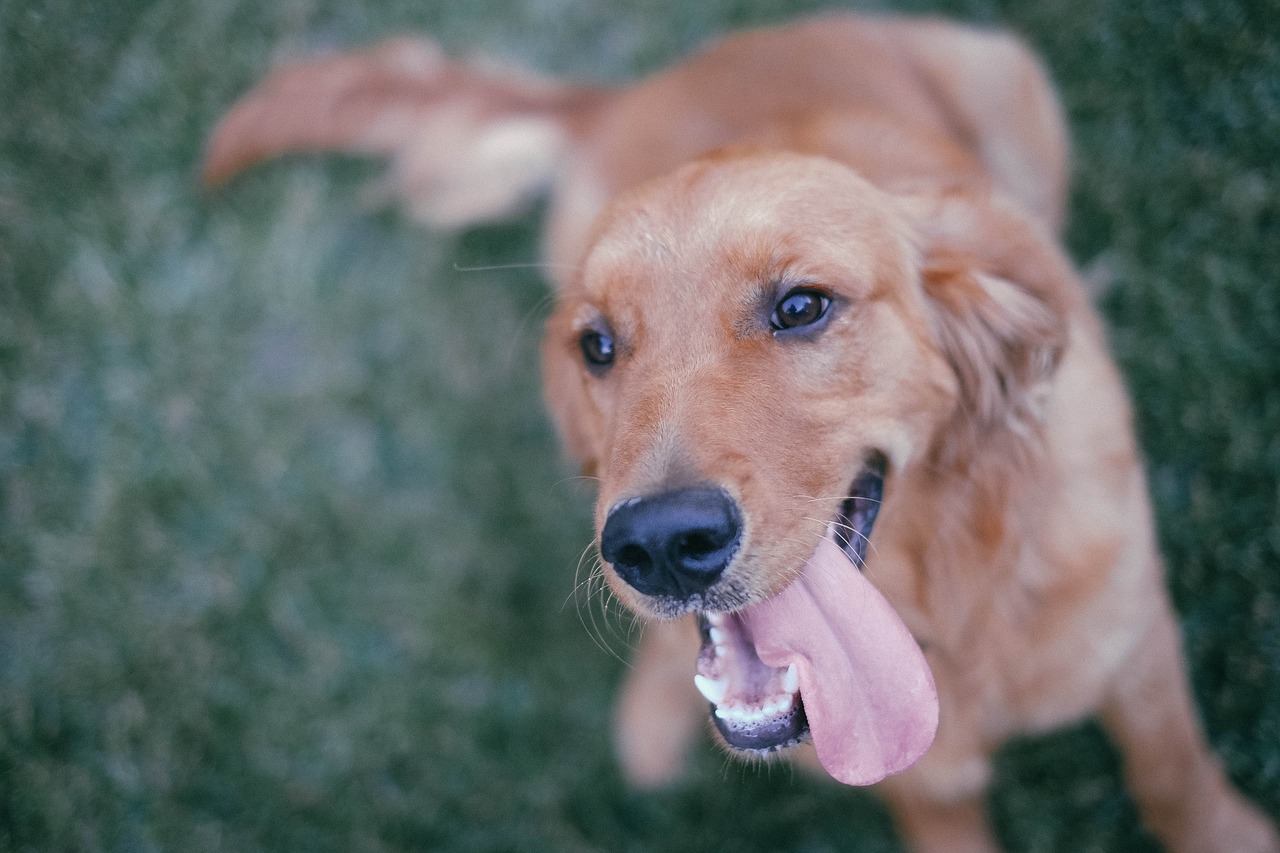 狗狗是很可愛的動物