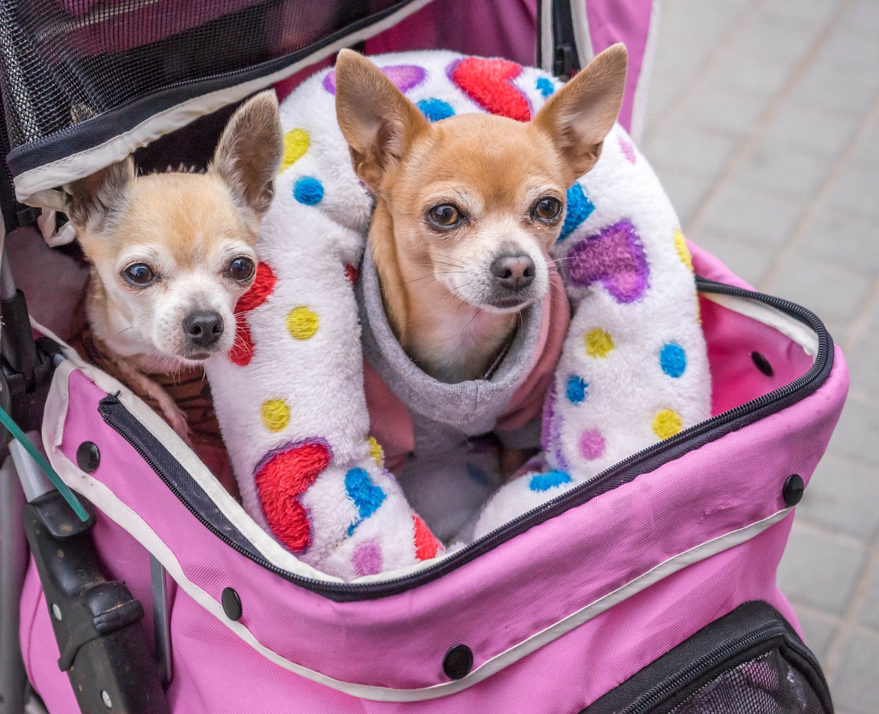 小型犬會比較神經質唷