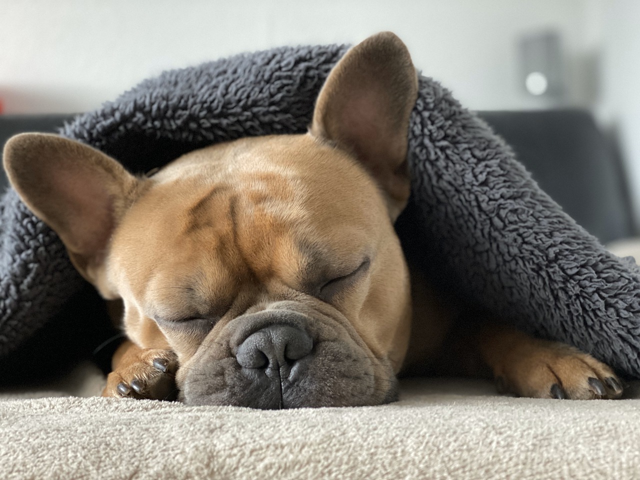 狗狗睡眠很重要唷～～