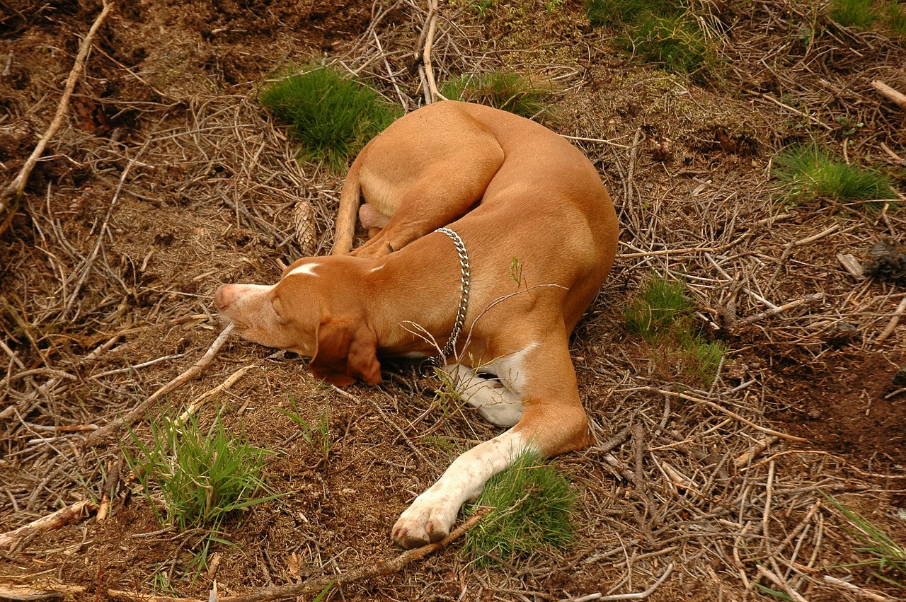 狗狗是很奇怪的動物