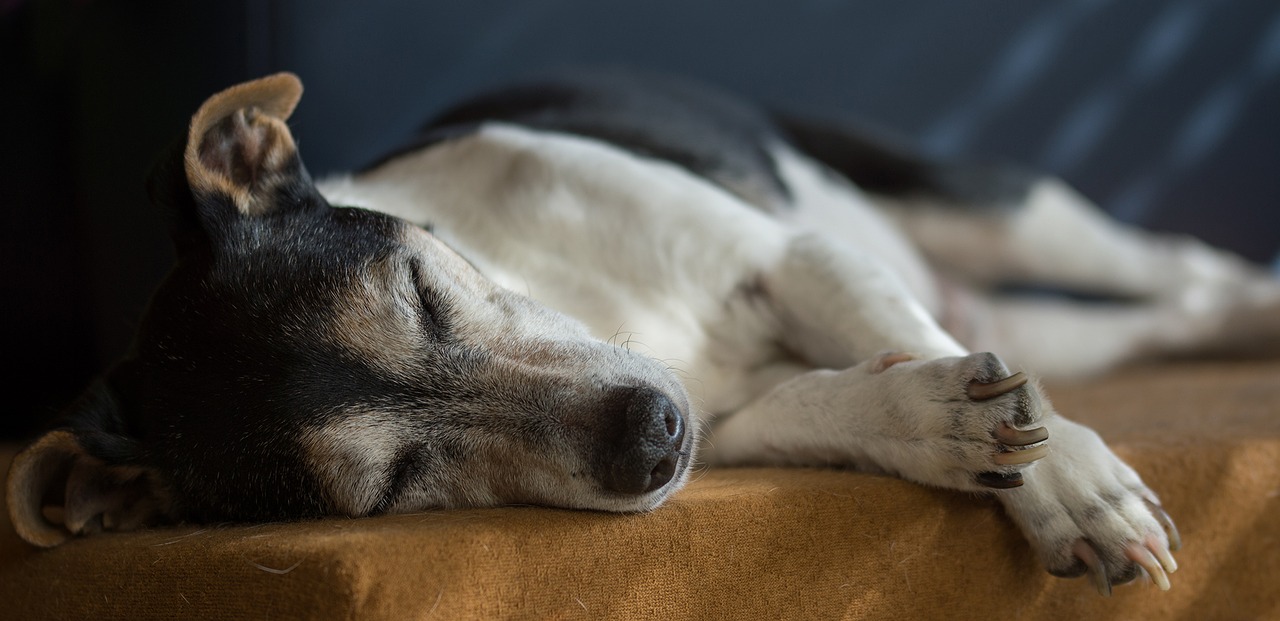 如何照顧老年犬呢