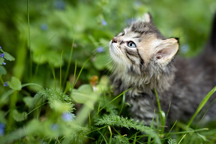 貓咪是領域很強的動物