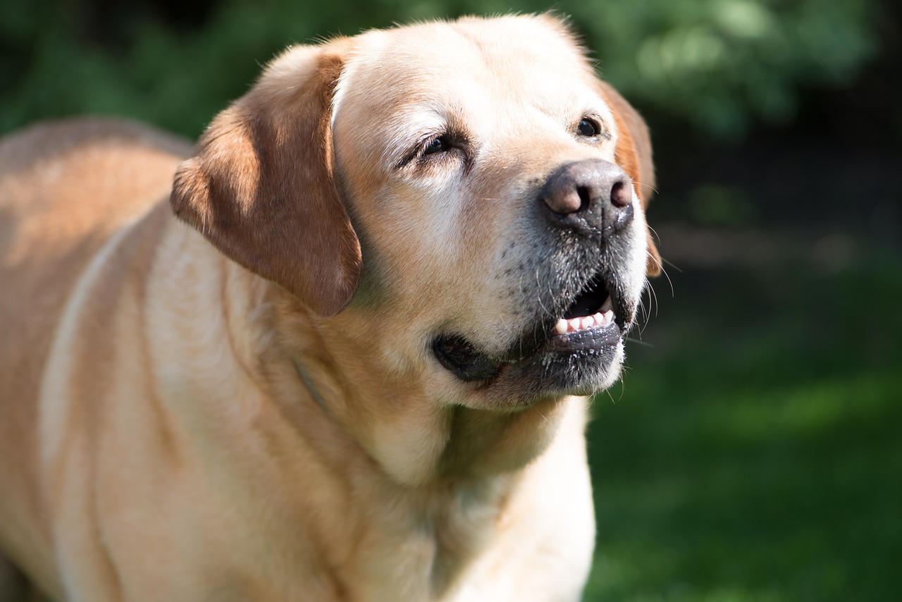 老年犬生活照顧重點在那