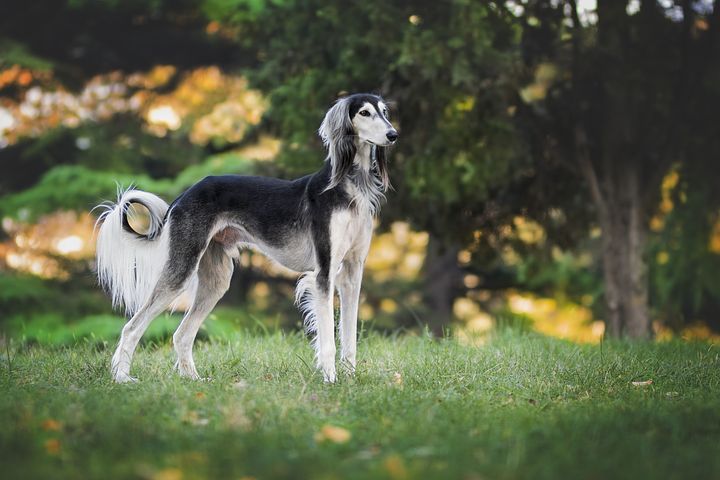 由狗狗尾巴，可以看出狗狗的情緒唷