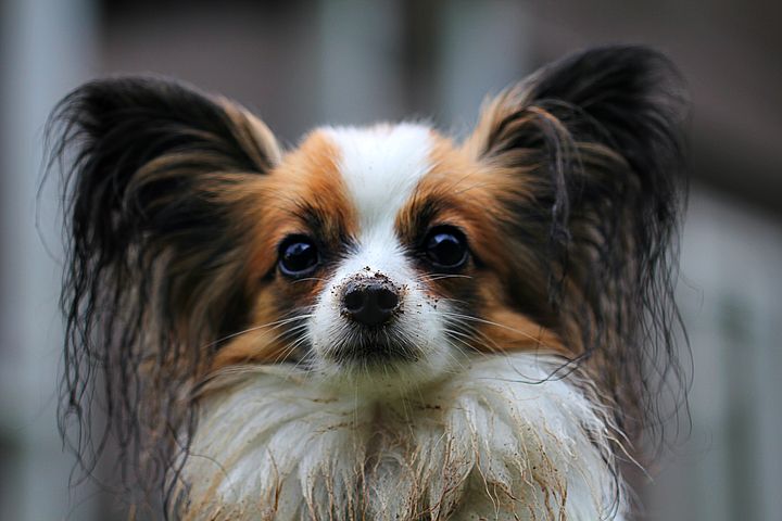 蝴蝶犬大大的耳朵真的很特別