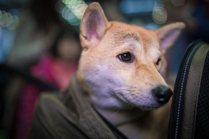 狗狗總是陪著你，片刻不離開你