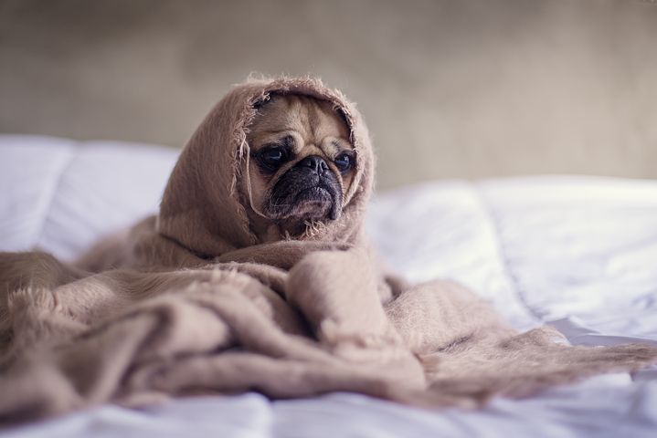 狗狗是我們最好的朋友