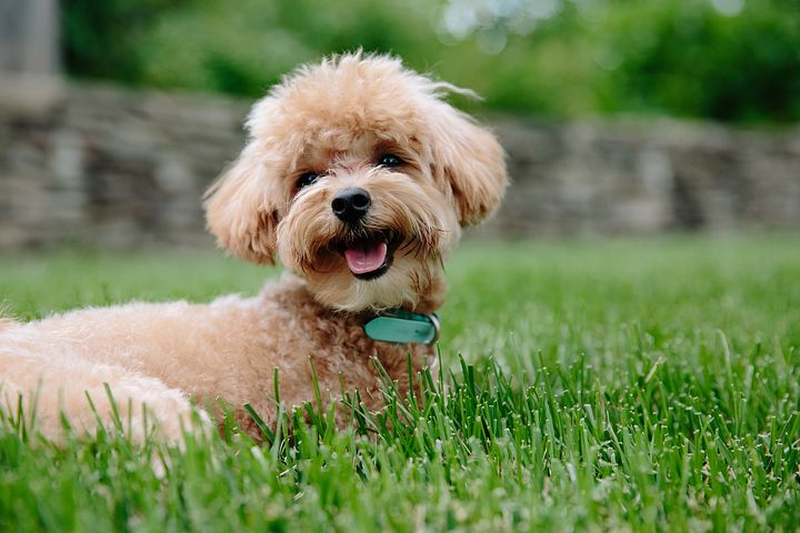 貴賓犬很親人黏人唷